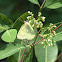 Clouded Sulphur