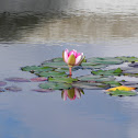 Waterlily