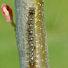 Forest tent caterpillar