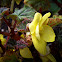 Begonia