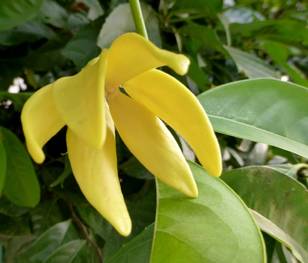 Ylang Ylang Vine Project Noah