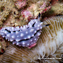 Rudman's Phyllidiella nudibranch
