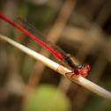 Small Red Damselfly