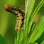 Monarch Caterpiller
