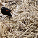Red-winged Blackbird
