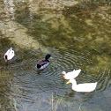 Mallard duck