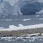 Gentoo Penguins