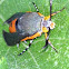Squash Vine Borer Moth