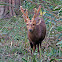 Hog Deer