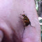 Delta Flower Scarab