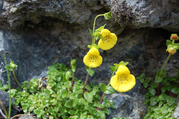 Capachito | Project Noah