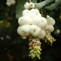 Symphoricarpos albus