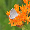 Eastern Tailed-Blue