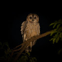 Mottled wood owl