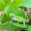 Green Anole