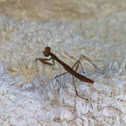 Praying mantis