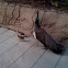 Peafowl