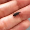 Weevil