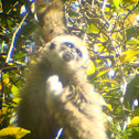 White handed gibbon