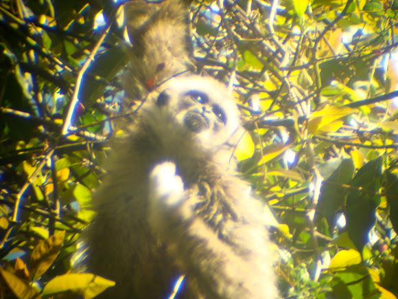 Spotting Image 1
