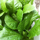 Romaine lettuce