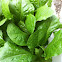Romaine lettuce