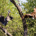 Osprey & Great Blue Heron