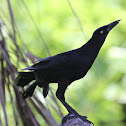 Great-tailed Grackle