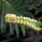 Fern