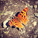 Satyr Comma