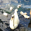 Mute Swan