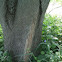 Live oak