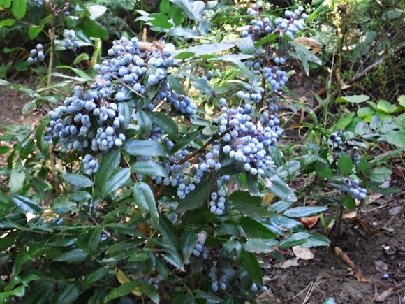 Spotting Image 1
