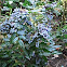 Mahonia
