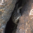 Crevice Spiny Lizard