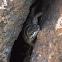 Crevice Spiny Lizard