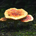 Toadstool