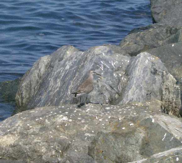 Spotting Image 1