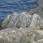 Red Knot