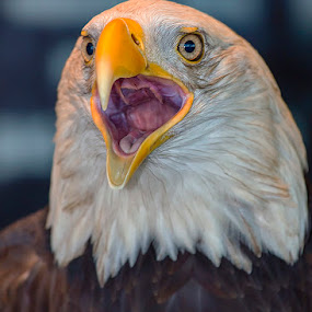 Down The Hatch by Bill Tiepelman - Animals Birds ( bird of prey, eagle, columbia, american eagle, bald eagle, sea eagle, feathers, wabasha, national eagle center, bird, minnesota, haliaeetus leucocephalus, details, beak, eating, eat, southern bald eagle, closeup, northern bald eagle, eye )