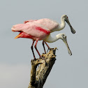 Roseate Spoonbill