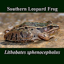 Southern Leopard Frog