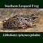 Southern Leopard Frog