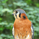 American Kestrel