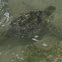 sea turtle