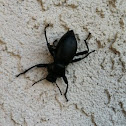 Stink Beetle