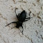 Stink Beetle