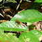 Scarlet Dragonfly