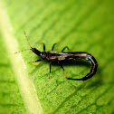 Thrips