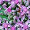 Sedum Herbstfreude